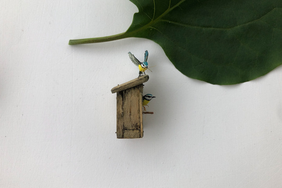 ESTATE TREASURE: Two Blue Tits & Their Nest Box by Beth Freeman-Kane