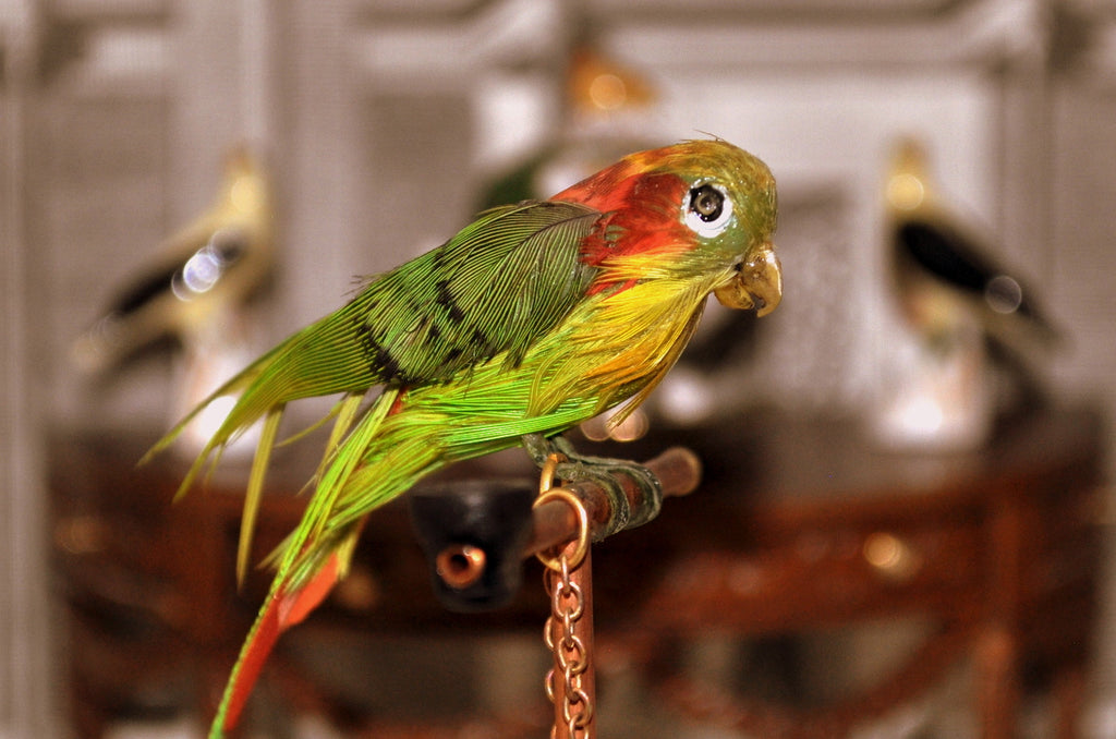 ESTATE TREASURE: Pet Parrot on Stand by Annie Willis - Fine Design